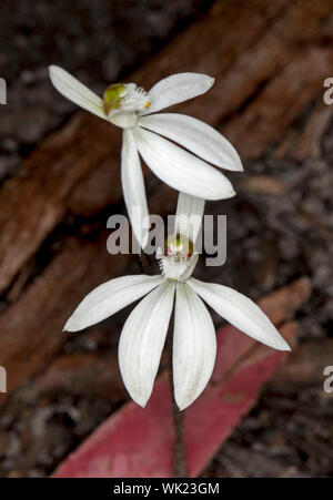 Weiße Blumen von delikaten einheimischen Boden Orchidee, Australische Wildblumen gegen den dunklen Hintergrund in NSW Stockfoto