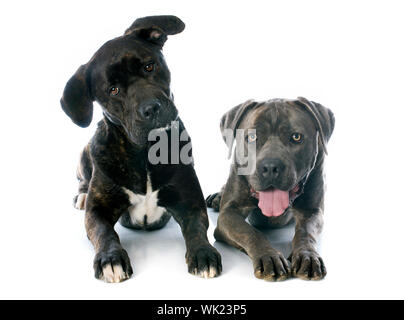 italienische Dogge vor weißem Hintergrund Stockfoto