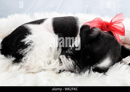 Neun Wochen alten parti - farbige Mini Schnauzer schlafen auf einer weißen Fell Teppich. Extrem flache Tiefenschärfe mit selektiven Fokus auf Welpen. Stockfoto