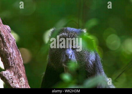 Blue Monkey (Cercopithecus mitis) im Lake Manyara National Park, Tansania Stockfoto