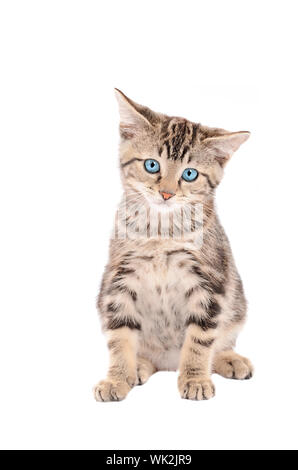 Traurig tabby Katze mit blauen Augen sitzen auf weißem Hintergrund Stockfoto