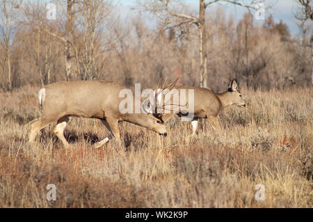 Wyoming wildlife schlängelt sich entlang der Beweidung für Lebensmittel Stockfoto