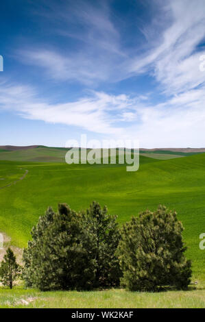 Die üppige Farmland der Palouse Region in Washington. Stockfoto