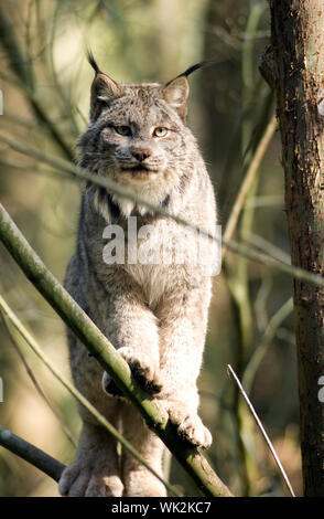 Eine Nordamerikanische Bobcat steht auf einer Extremität suchen att die Kamera Stockfoto