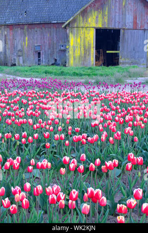 Gebäude und Anlagen in der Produktion von Tulpen verwendet Warten im Feld verwendet werden Stockfoto