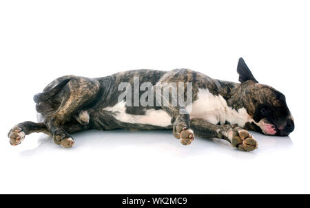 schlafende Bullterrier vor weißem Hintergrund Stockfoto