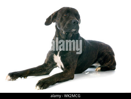 italienische Dogge vor weißem Hintergrund Stockfoto