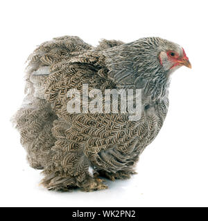 Brahma Huhn vor weißem Hintergrund Stockfoto