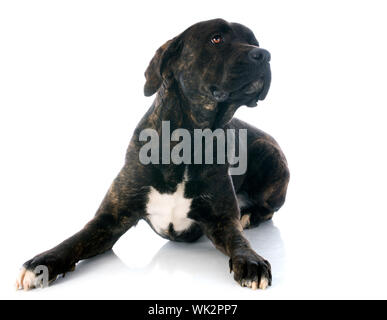 italienische Dogge vor weißem Hintergrund Stockfoto