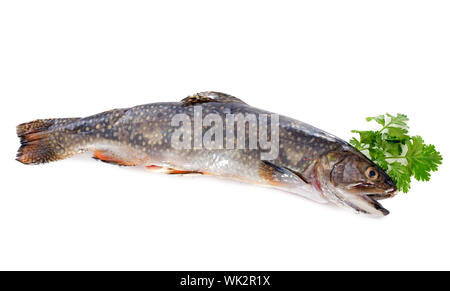 Bachforelle Fisch vor weißem Hintergrund Stockfoto