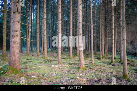 Wandern im Wenger Moor am Wallersee, Salzburg Stockfoto