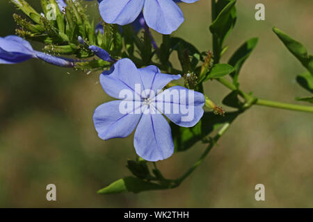 Blau plumbago auriculata rief auch leadwort Blüte im Sommer in Italien heimisch in Südafrika eine zarte frost Ausschreibung Kletterpflanze oder Bush Stockfoto