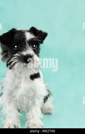 Zwölf Wochen alten parti - farbige Mini Schnauzer vor einem blauen Hintergrund. Extrem flache Tiefenschärfe mit selektiven Fokus auf Welpen Augen. Stockfoto