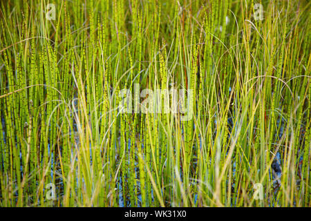 Dichten Dickicht des kleinen Sumpfpflanzen - Schachtelhalm Stockfoto