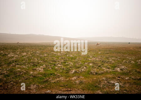 Feld am Morgen mit Kühe im Nebel. Hügel am Horizont, grünes Gras. Kühe grasen, Stehen und Liegen. Grauer Himmel. Kopieren Sie Platz. Stockfoto