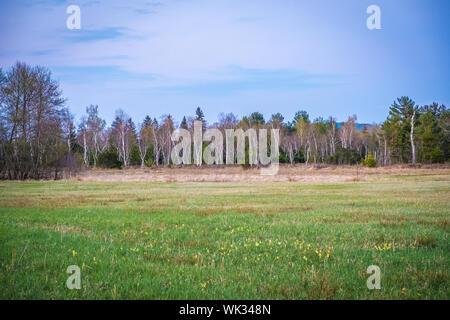 Wandern im Wenger Moor am Wallersee, Salzburg Stockfoto