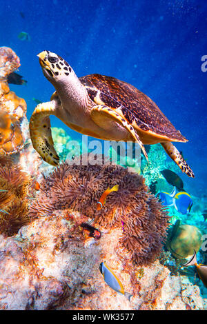 Schildkröte - Eretmochelys imbricata schwimmt unter Wasser Stockfoto