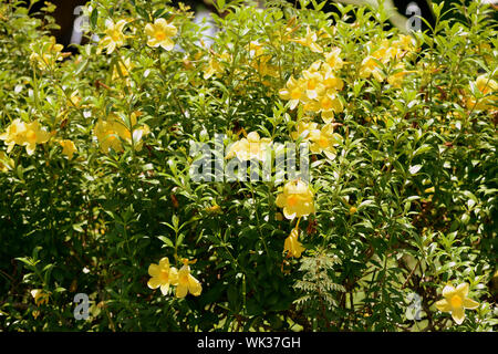 Gelbe Alamanda Blumen (Allamanda Cathartica) Blühen in einem tropischen Garten Stockfoto