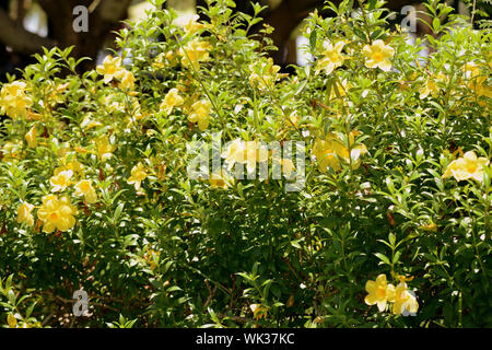 Gelbe Alamanda Blumen (Allamanda Cathartica) Blühen in einem tropischen Garten Stockfoto