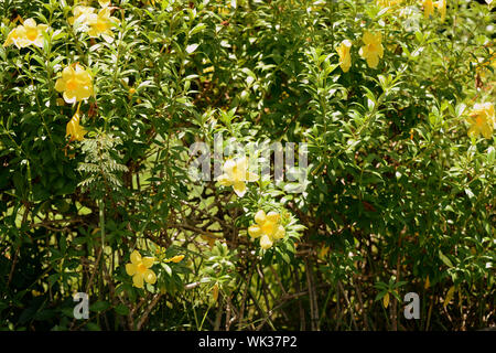 Gelbe Alamanda Blumen (Allamanda Cathartica) Blühen in einem tropischen Garten Stockfoto