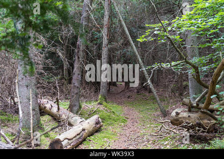 Fußweg durch eine alte, naturbelassene Geheimnis Wald auf der schwedischen Insel Oland Stockfoto