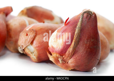 Eine Gruppe von Tulpenzwiebeln isoliert auf weiß Stockfoto