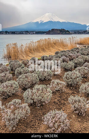 Mt Fuji im Frühjahr von Lake Kawaguchi gesehen Stockfoto