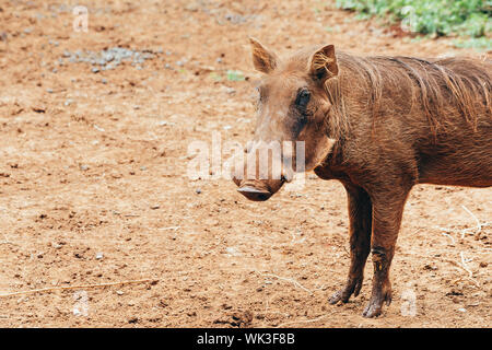 Das Porträt einer großen männlichen Warzenschwein Stockfoto