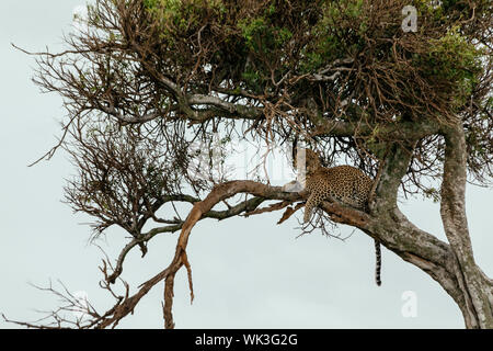 Leopard im Baum in Masai Mara National Park Stockfoto