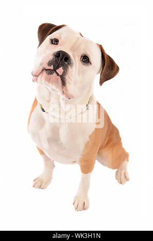 Old English Bulldogge sitzen auf weißem Hintergrund mit geneigter Kopf Stockfoto