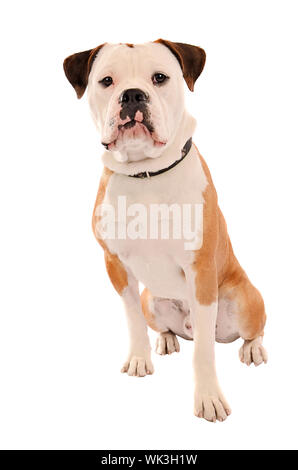 Porträt eines Olde English Bulldogge sitzt auf einem weißen Hintergrund Stockfoto