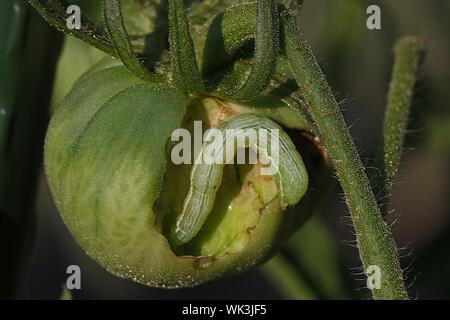 Tomate horn Wurm Larve der fünf gefleckte Hawk moth Latin Manduca quinquemaculata, die eine grüne Tomate im Sommer in Italien Stockfoto