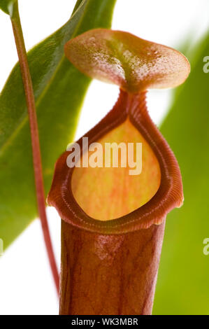 Blätter der fleischfressende Pflanze - Nepenthes Stockfoto