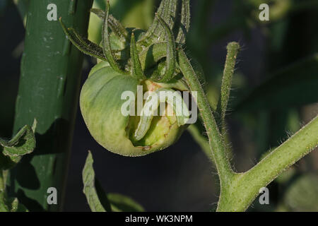 Tomate horn Wurm Larve der fünf gefleckte Hawk moth Latin Manduca quinquemaculata, die eine grüne Tomate im Sommer in Italien Stockfoto