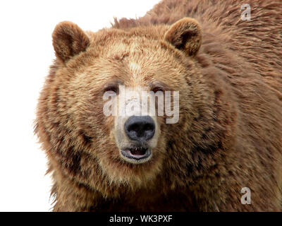 Schließen Ausführliche-up Portrait von einem herrlichen grizzly Bären mit der Beschaffenheit des Fells. Stockfoto