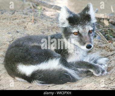 Nahaufnahme einer weiblichen Arctic fox in ihr Sommer Mantel unten liegen und ruht aus. Stockfoto