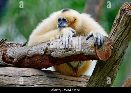 Schöne Gibbon, weiße-cheeked Gibbon (Namascus Leucogenys), sitzen auf dem Baumstamm Stockfoto