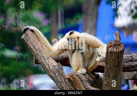 Schöne Gibbon, weiße-cheeked Gibbon (Namascus Leucogenys), sitzen auf dem Baumstamm Stockfoto