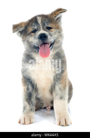 Akita-Inu Welpen vor weißem Hintergrund Stockfoto