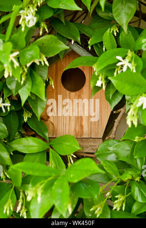 Nahaufnahme von einem Vogelhaus, versteckt in den Blättern Stockfoto