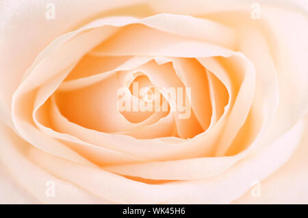 Zarte hoch wichtigen Beige stieg Makro Blumenkarte Stockfoto