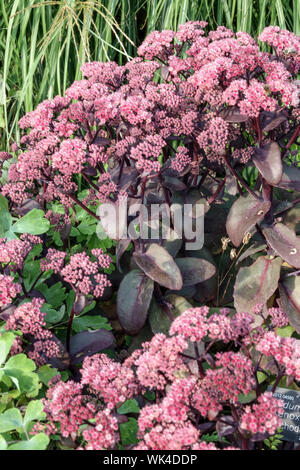 Stonecrop, Sedum Hylotelephium telephium 'Karfunkelstein' Stockfoto