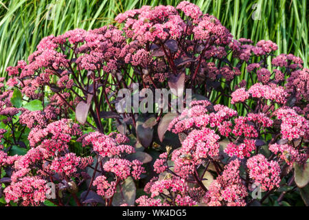 Stonecrop, Sedum 'Karfunkelstein', Hylotelephium telephium Stonecrops Sedums Hylotelephiums Sedum telephium Atropurpureum Group Stockfoto