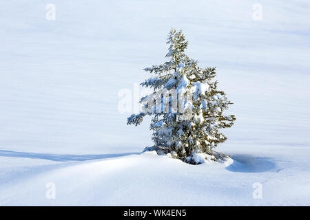 Verschneite Tanne, Schwägalp, Schweiz Stockfoto