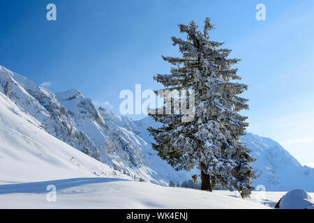 Verschneite Tanne, Schwägalp, Schweiz Stockfoto