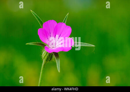 , Kornrade Agrostemma githago, Agrostemmagithago, Blüte, Blütezeit, gefährdeten Pflanzenart, Ackerwildkraut Stockfoto