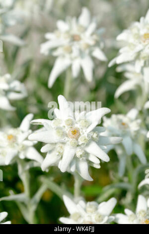 Alpen-Edelweiss, Leontopodium alpinum, Schweiz Stockfoto