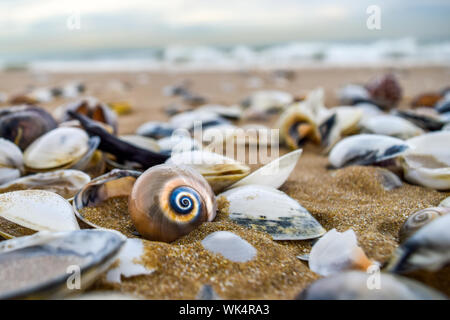 Bunte Runde Seashell im Vordergrund der zerstreuten Muscheln am Strand Tunesien - Tunis, Tunesien Stockfoto