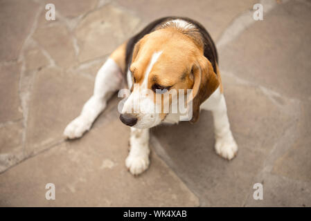 Beagle Hund schläft und ruht, Hund schläft und träumt im Garten auf einem Stein Gehweg Stockfoto