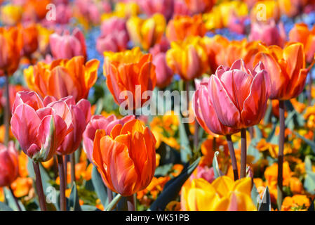 Schöne orange und rosa Tulpen in der Mitte des Feldes mit bunten Frühlingsblumen Stockfoto